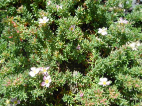 Frankenia laevis